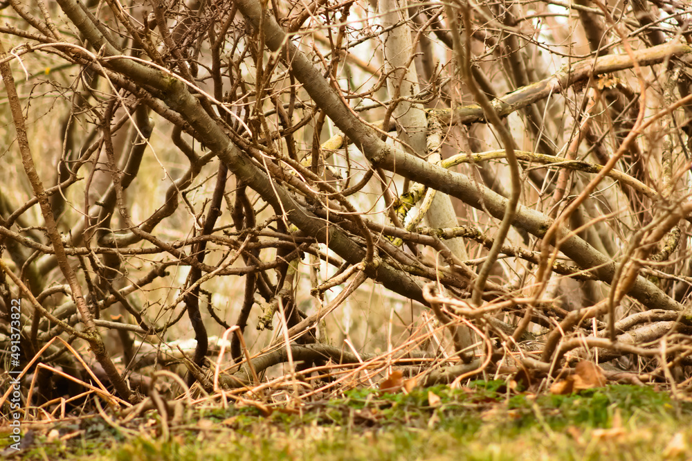 Autumn bush branches as a background. Autumn bush branches as a background.