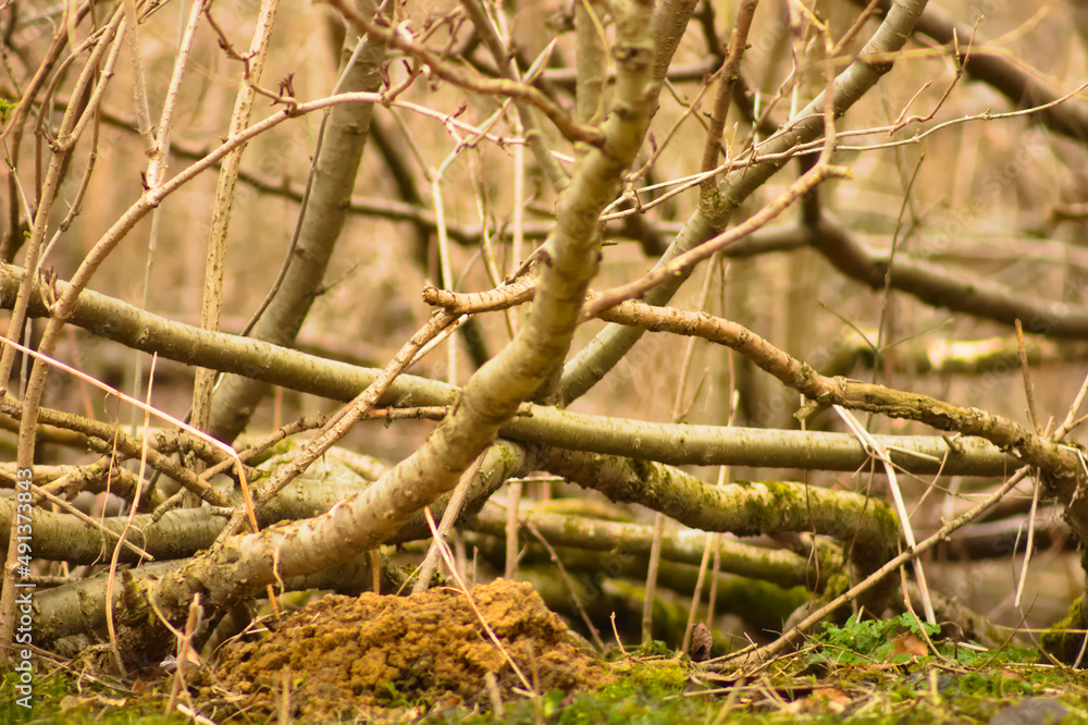 Autumn bush branches as a background. Autumn bush branches as a background.