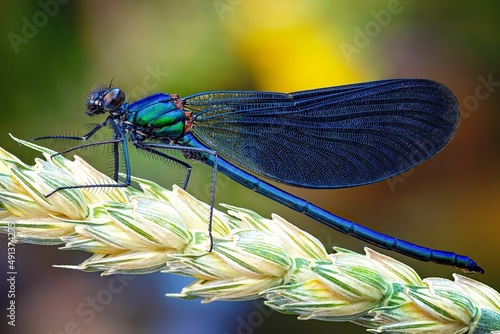 blue dragonfly on a leaf photo