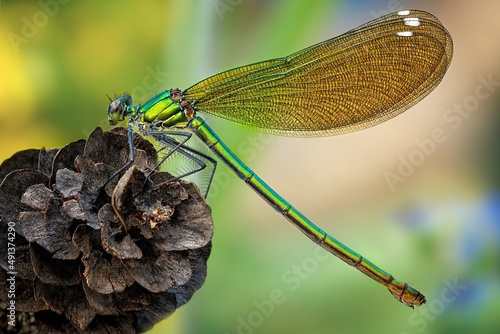 dragonfly on a branch