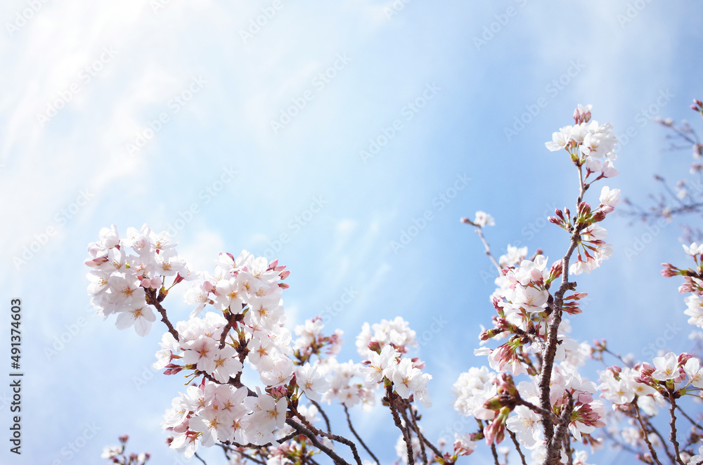 満開の桜と青空