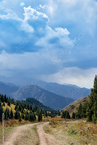 green mountains covered with fir trees forest