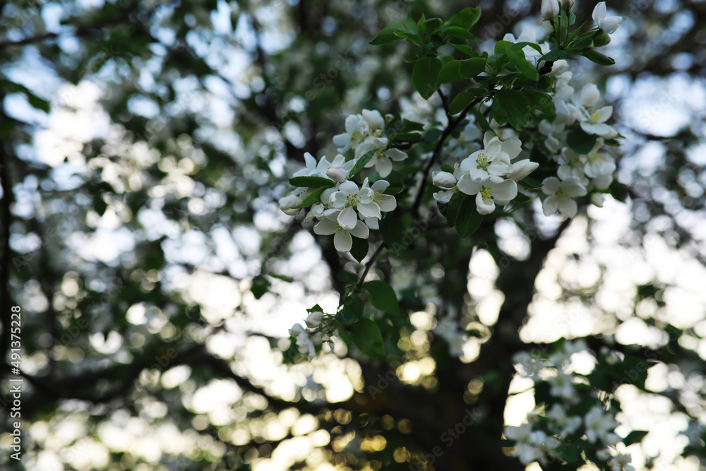White flowers on a green bush. Spring cherry apple blossom. The white rose is blooming. White flowers on a green bush. Spring cherry apple blossom. The white rose is blooming.