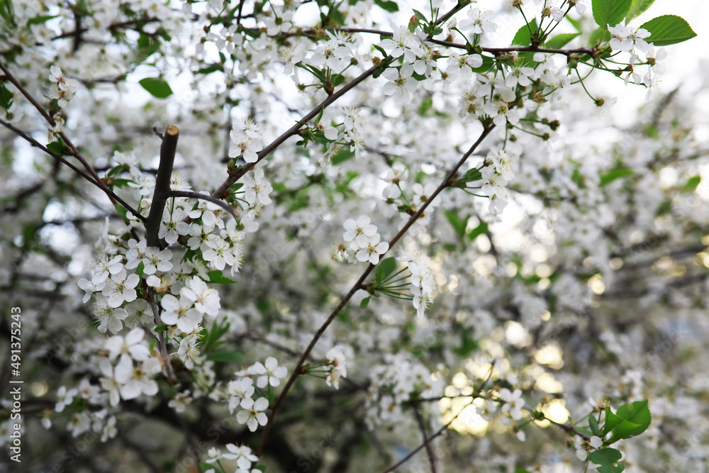 White flowers on a green bush. Spring cherry apple blossom. The white rose is blooming. White flowers on a green bush. Spring cherry apple blossom. The white rose is blooming.