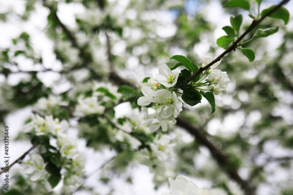 White flowers on a green bush. Spring cherry apple blossom. The white rose is blooming. White flowers on a green bush. Spring cherry apple blossom. The white rose is blooming.