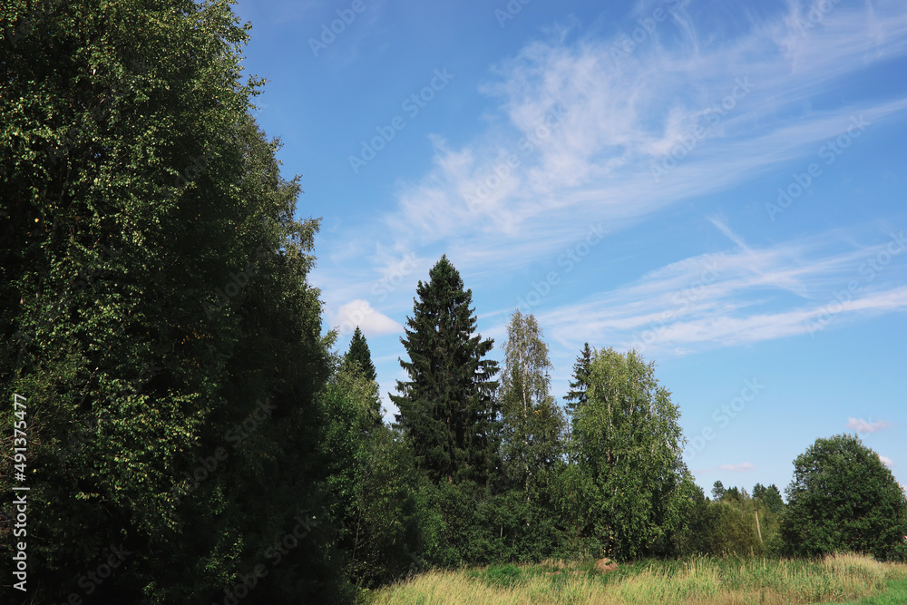 Spring nature background. Forest landscape. Green trees and grass on a spring morning.