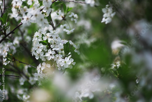 White flowers on a green bush. Spring cherry apple blossom. The white rose is blooming. © alexkich