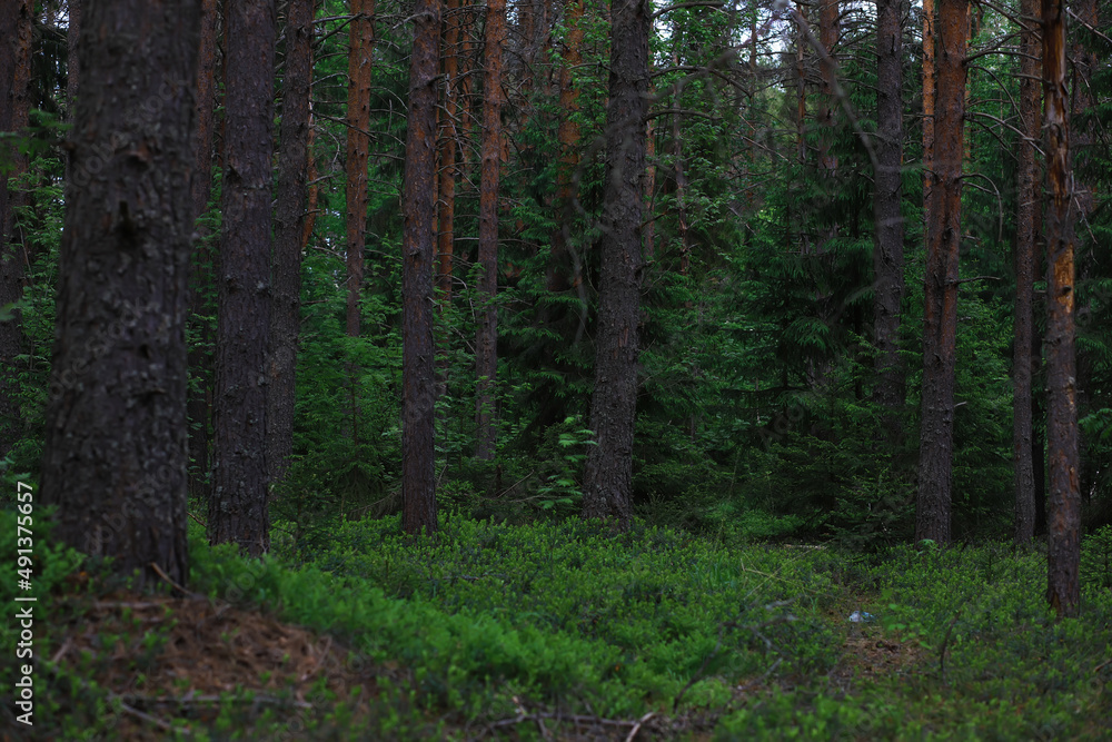 Obraz premium Fir branches with cones. Pinery. Trees in the forest. Glare of the sun.