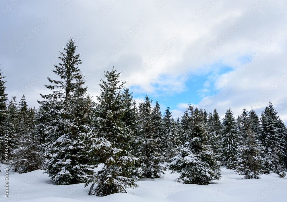A view of a beautiful winter forest