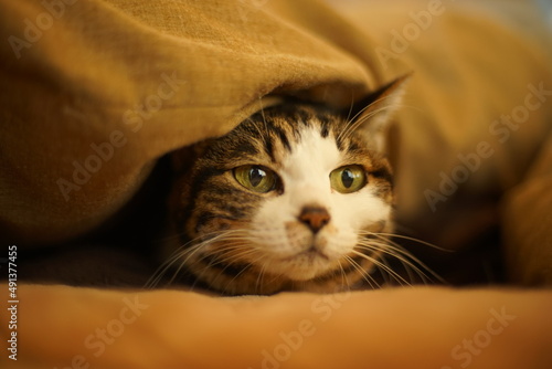 布団に包まって顔だけ出しているキジ猫