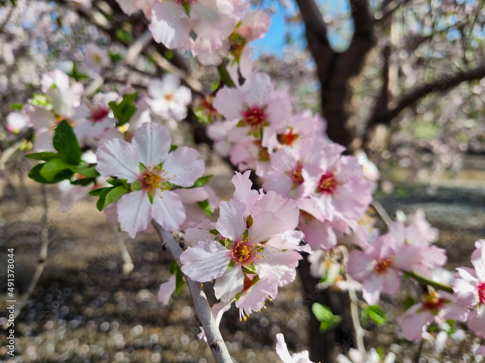 Obraz premium イスラエルのアーモンド林で撮ったアーモンドの花
