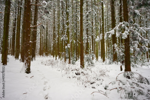snowy cedar forest © SooHyun