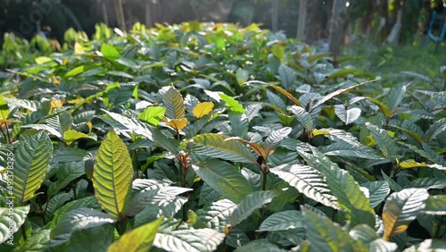 Kratom sapling (Mitragyna speciose) green Is a type of drug