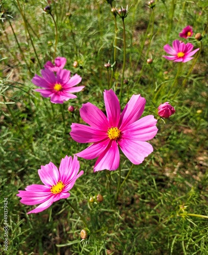 Mexican aster or cosmos flowers have a bright pink color against the green of the stem  blurring the background to make their pink flowers stand out even more. 