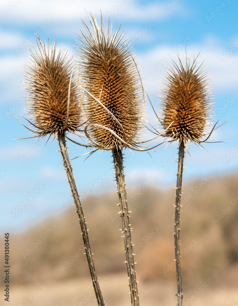 Dry Dipsacus Sativus flowerhead in winter. Indian Teasel (Fuller's teasel) Thistle macro. Close up. Dry Dipsacus Sativus flowerhead in winter. Indian Teasel (Fuller's teasel) Thistle macro. Close up.