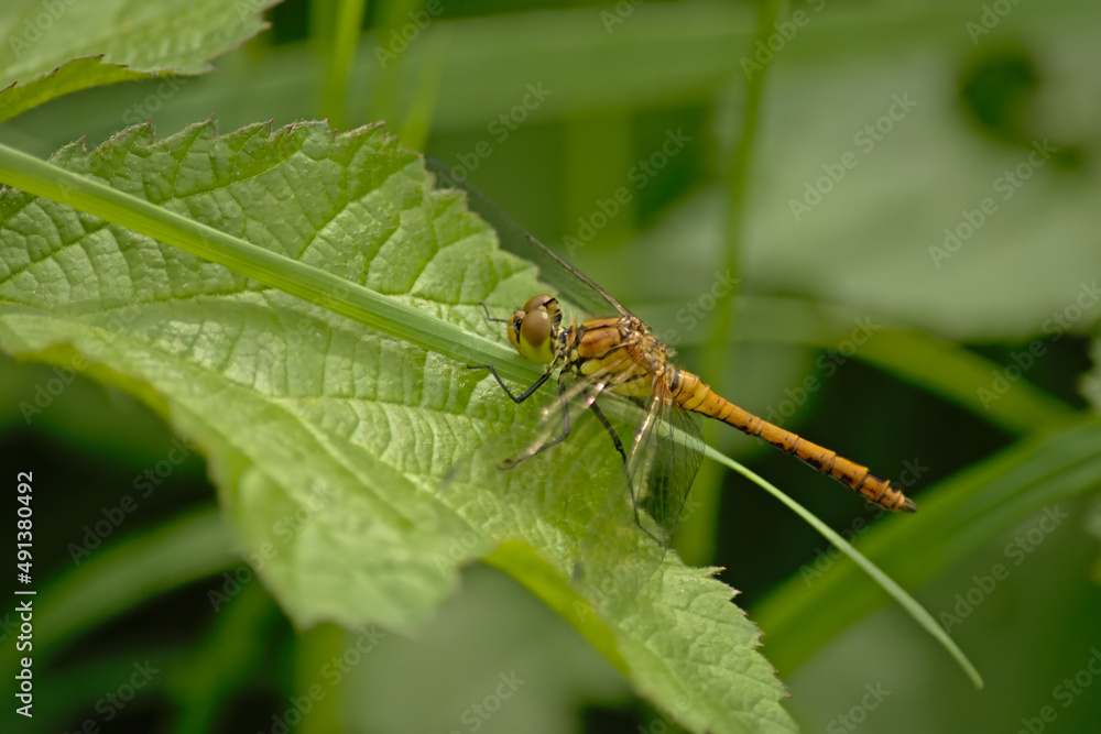 Ruddy darter with spread wing sitting on a green leaf, side view - Sympetrum sanguineum Ruddy darter with spread wing sitting on a green leaf, side view - Sympetrum sanguineum