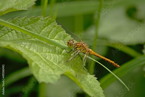 Ruddy darter with spread wing sitting on a green leaf, side view - Sympetrum sanguineum © Kristof Lauwers