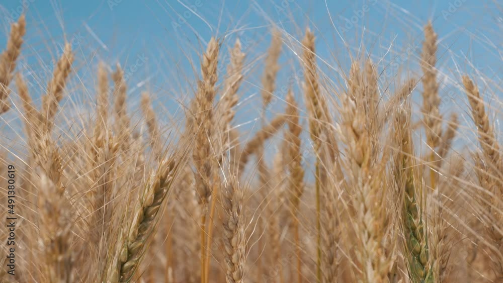 Agriculture. Golden ears of wheat sway in the light wind. Wheat in the field swaying in the wind close-up. Wheat ears on a background of blue sky. Wheat harvest in agriculture Agriculture. Golden ears of wheat sway in the light wind. Wheat in the field swaying in the wind close-up. Wheat ears on a background of blue sky. Wheat harvest in agriculture