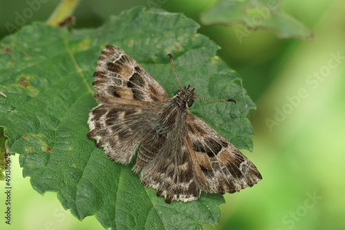 Closeup on a fresh emerged Mallowskipper, Carcharodus alceae sitting with open wings on a green leaf