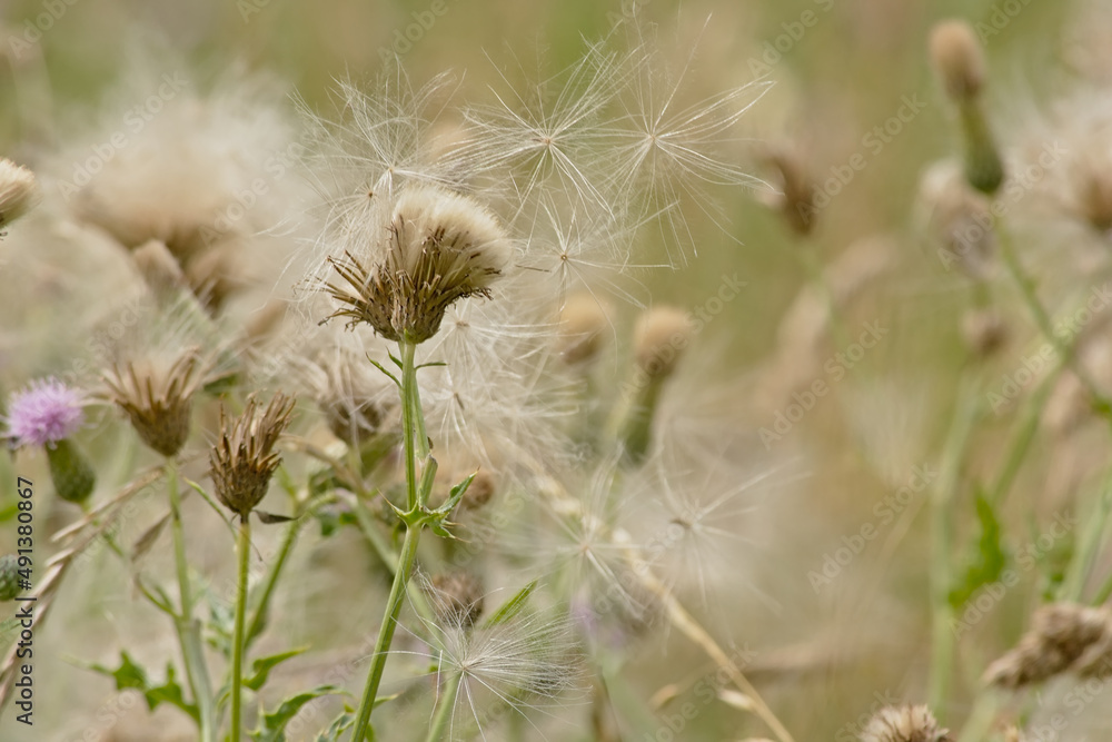 White fluffy thistle seeds on overblown flowers