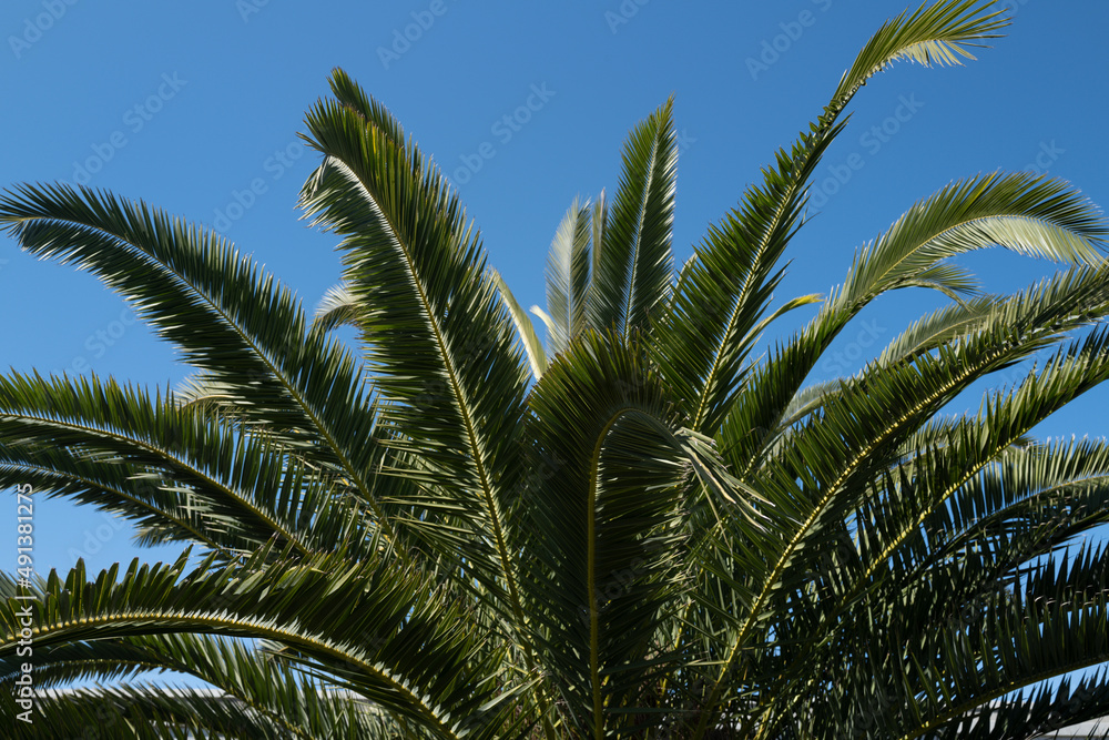 Tropical palm leaves with abstract green texture background. Tropical green background. Tropical palm leaves with abstract green texture background. Tropical green background.