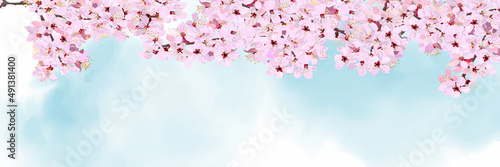 Banner template with cherry blossoms in full bloom and watercolor background