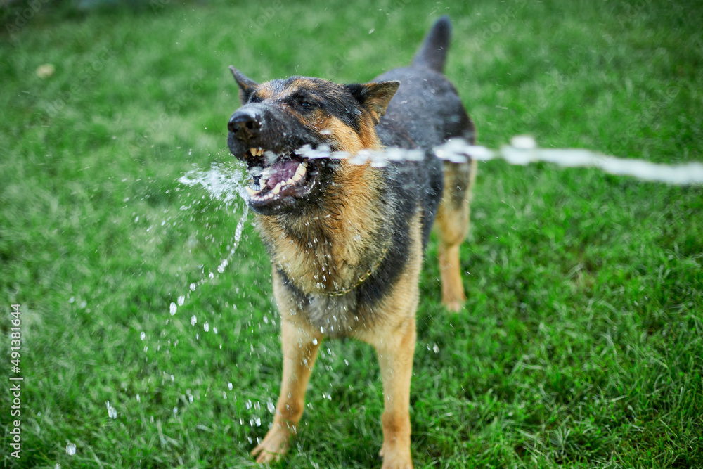 Playful Dog German Shepherd tries to catch water from garden hose Playful Dog German Shepherd tries to catch water from garden hose