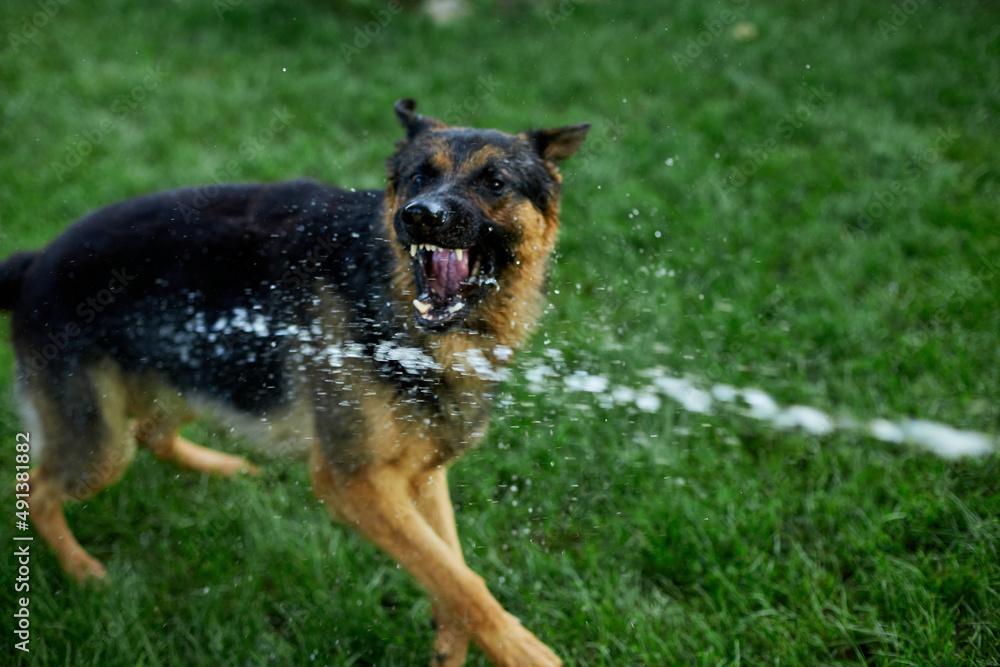 Playful Dog German Shepherd tries to catch water from garden hose Playful Dog German Shepherd tries to catch water from garden hose