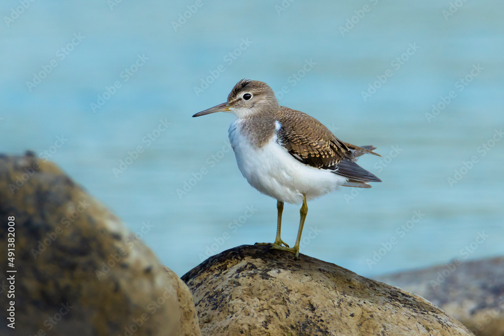 Brodziec piskliwy / Common Sandpiper Brodziec piskliwy / Common Sandpiper