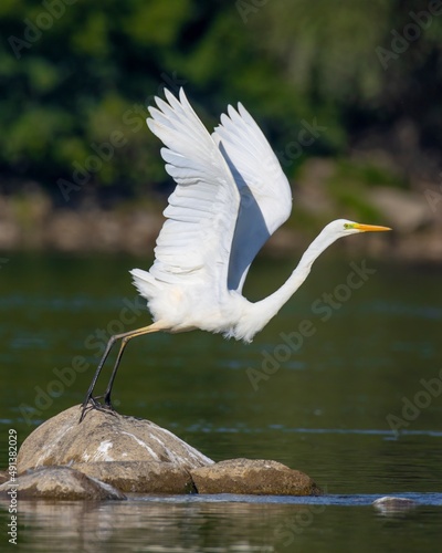 Czapla biała / Great egret