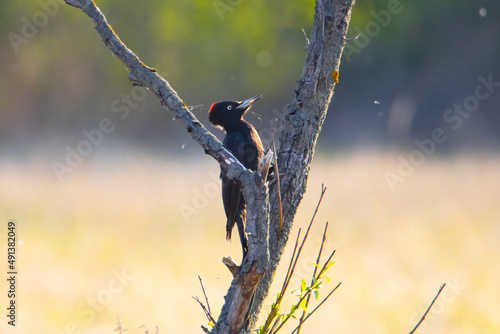 Dzięcioł czarny / Black woodpecker #491382049