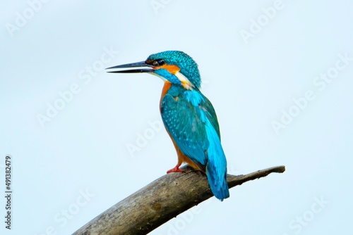 Zimorodek / Common kingfisher