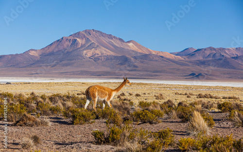 Wild Vicuna  Vicugna vicugna  on the high altitude plateau of the Altiplano in the north of Chile