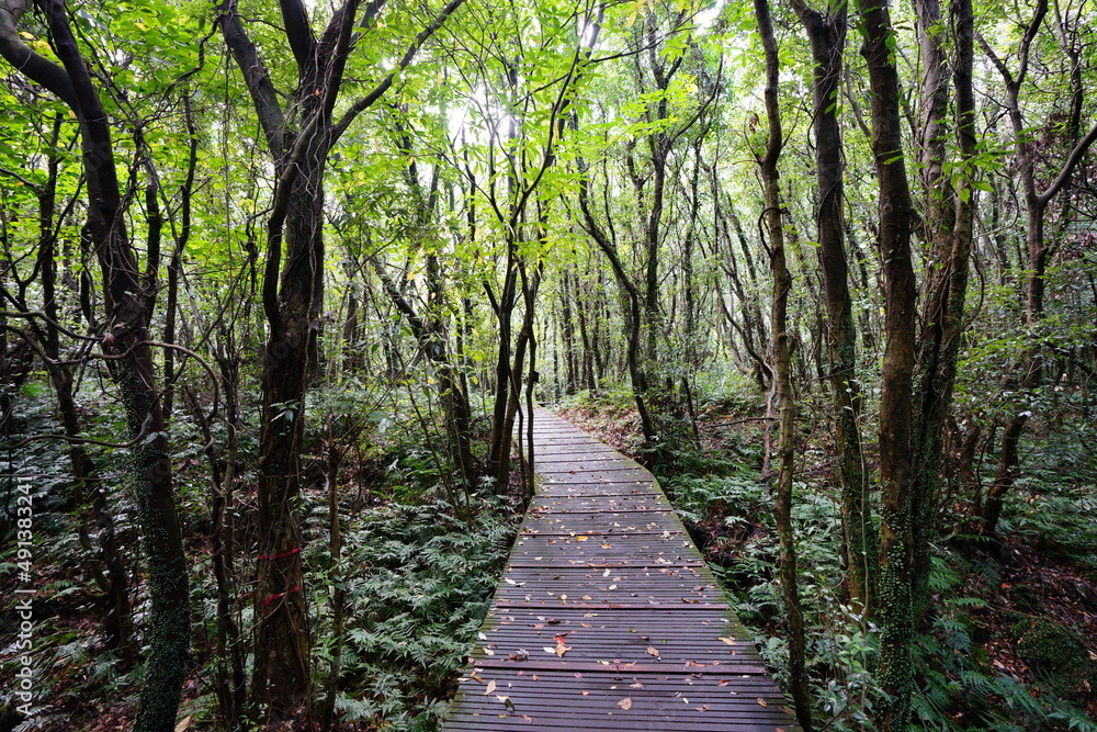 fine boardwalk through autumn forest fine boardwalk through autumn forest