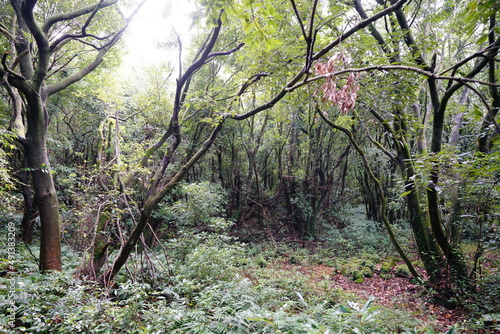 mossy trees and vines in thick wild forest