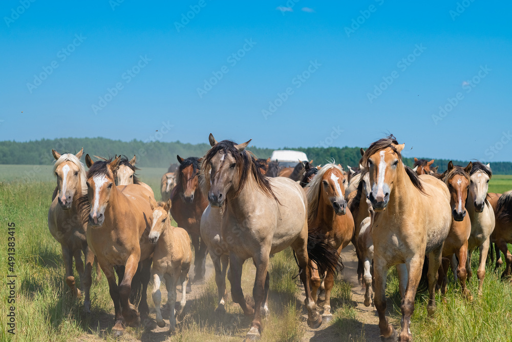 A herd of thoroughbred horses running on a sunny day along a field road. A herd of thoroughbred horses running on a sunny day along a field road.