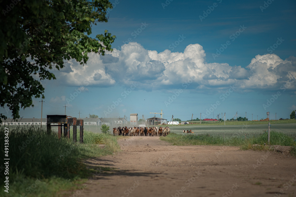 A herd of thoroughbred horses running on a sunny day along a field road. A herd of thoroughbred horses running on a sunny day along a field road.