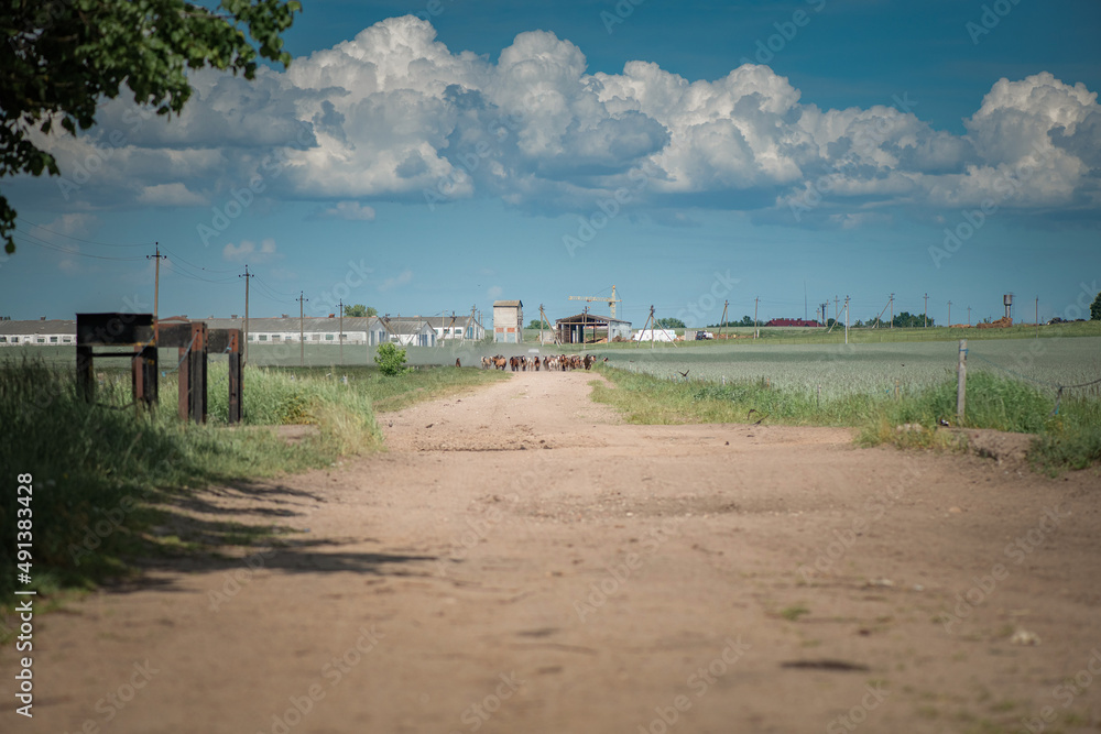 A herd of thoroughbred horses running on a sunny day along a field road.