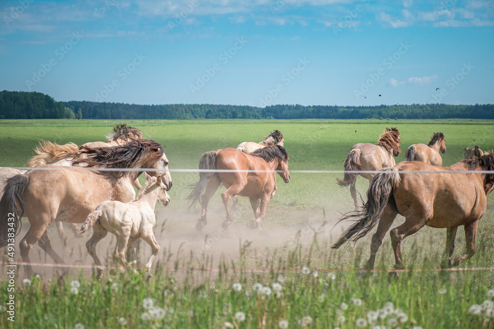 Obraz premium A herd of thoroughbred horses running on a sunny day along a field road.