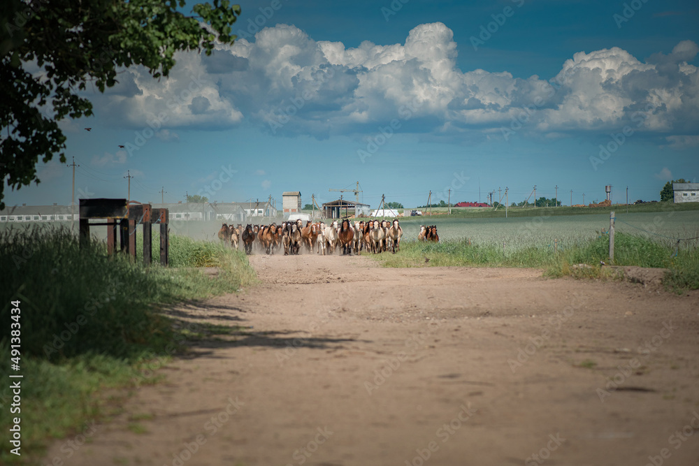 A herd of thoroughbred horses running on a sunny day along a field road. A herd of thoroughbred horses running on a sunny day along a field road.
