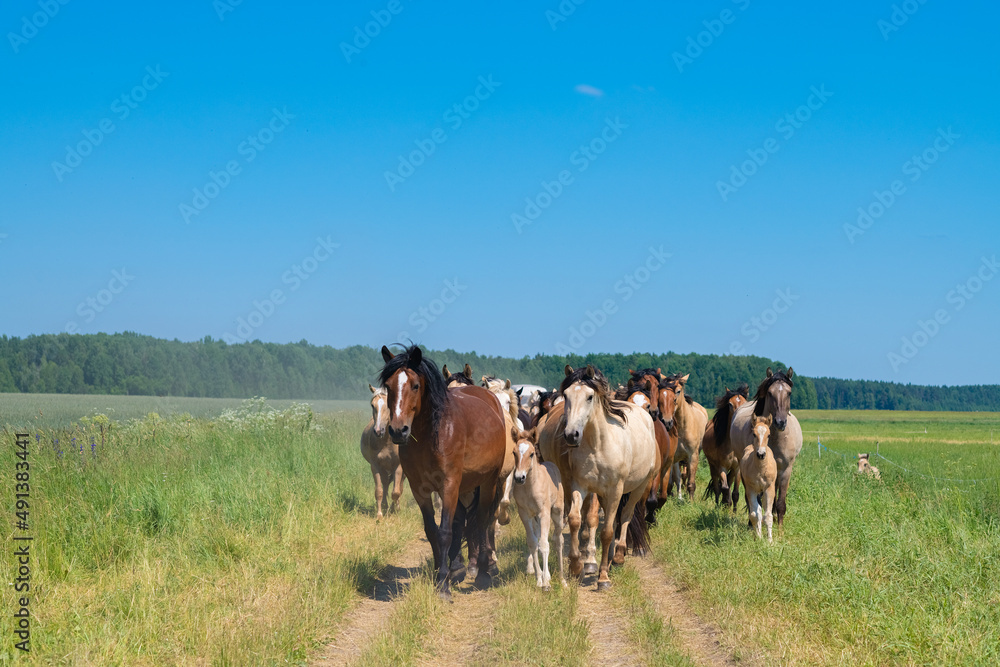A herd of thoroughbred horses running on a sunny day along a field road. A herd of thoroughbred horses running on a sunny day along a field road.