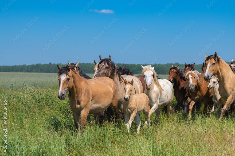 A herd of thoroughbred horses running on a sunny day along a field road. A herd of thoroughbred horses running on a sunny day along a field road.