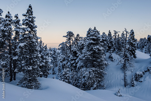 Sapins sous la neige
