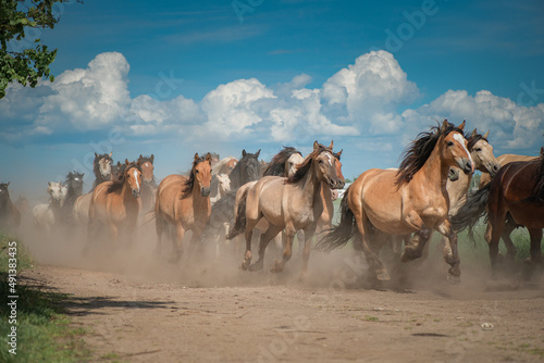 A herd of thoroughbred horses running on a sunny day along a field road.