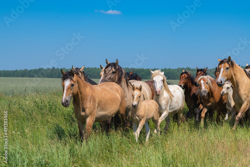 A herd of thoroughbred horses running on a sunny day along a field road. © shymar27