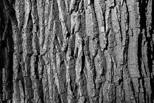 Bark of an oak tree (quercus) in a forest in Sauerland Germany. Natural background surface with different colors from green to brown. Rough structure of typical oak trunk as protection for the plant.