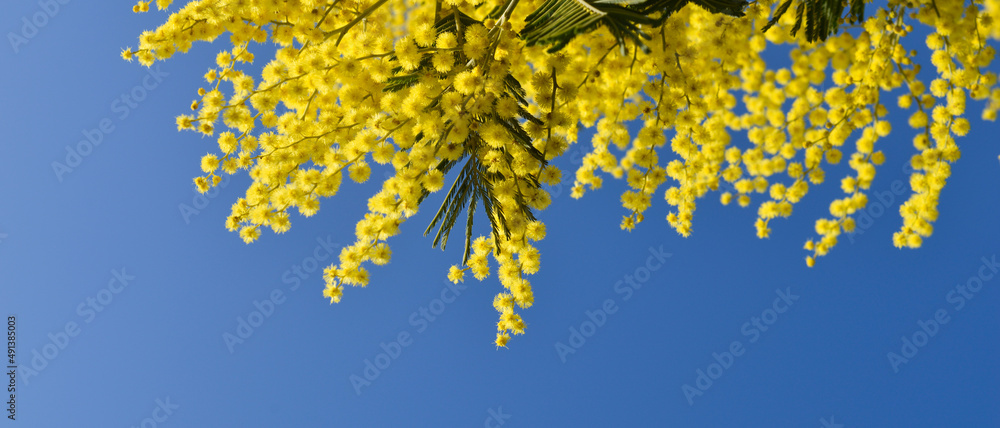 Bannière de fleurs jaunes de mimosa sur le bord de l'image sur fond de ciel bleu uni Bannière de fleurs jaunes de mimosa sur le bord de l'image sur fond de ciel bleu uni
