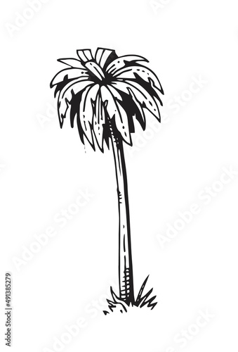 Adult palm tree. In outline style for engraving. Fast casual style. Tropical plant. Hand drawing sketch of exotic plants. Isolated on white background. Vector