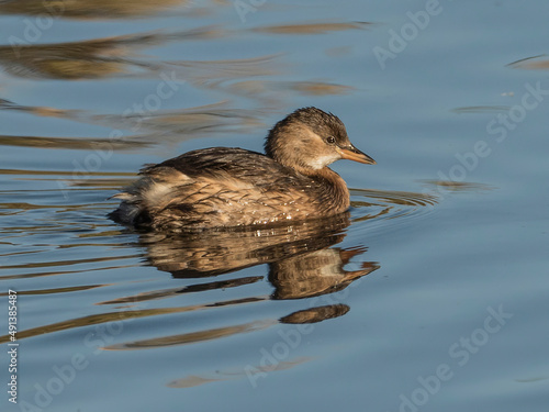 little grebe also known as a 'dabbling duck' swimming in a lake