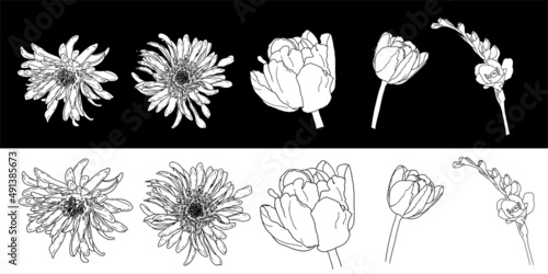Spring flowers set. Hand drawn spring flowers line art. Isolated on white background.